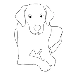 Smart Labrador Dog Free Coloring Page for Kids