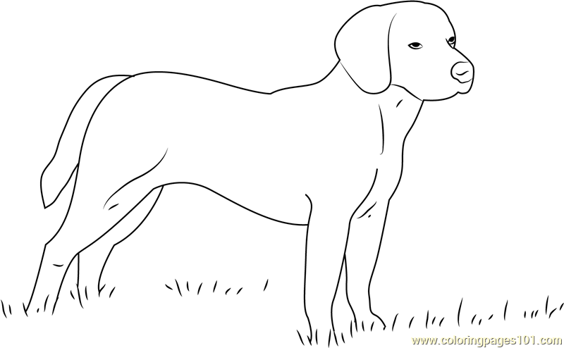 Beagle Dog Coloring Page - Free Dog Coloring Pages : ColoringPages101.com
