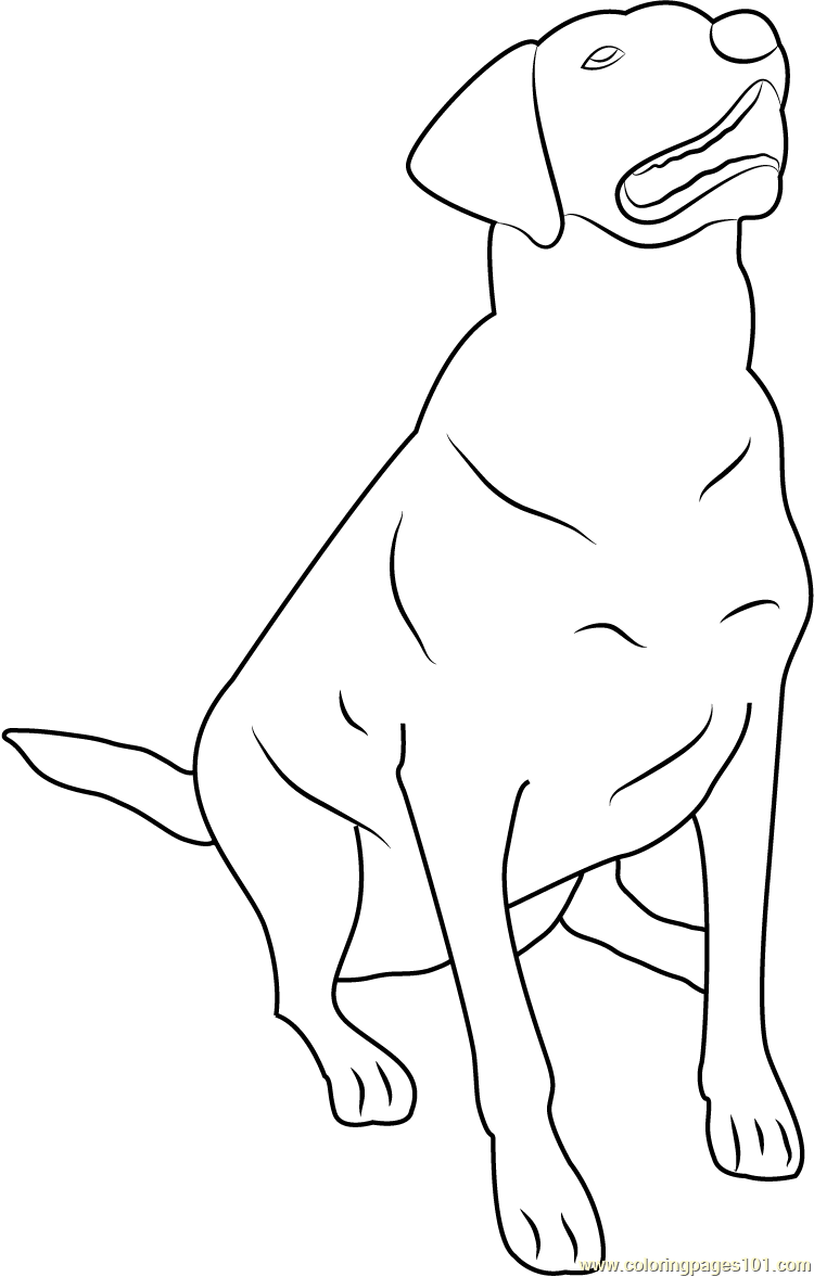 labrador puppy coloring pages - photo #27
