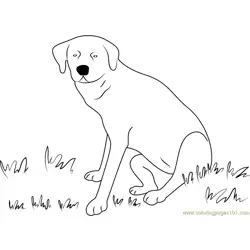 Dog Sitting on Grass Free Coloring Page for Kids