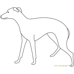Greyhound Large Dog Free Coloring Page for Kids