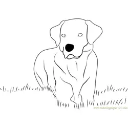 Yellow Labrador Retriever Free Coloring Page for Kids