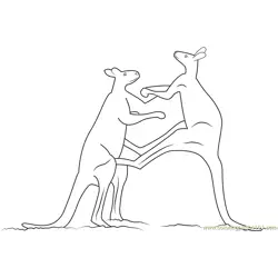 Red Kangaroo Adult Males Fighting