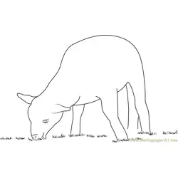 Lamb Eating Grass Free Coloring Page for Kids