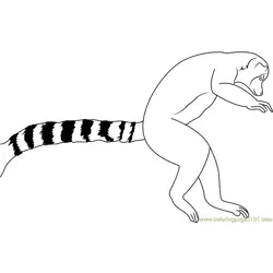 Ring Tail Lemur Leaping