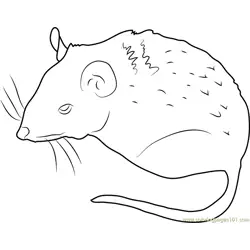 Peromyscus Mouse Free Coloring Page for Kids