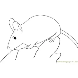 Spiny Mouse Free Coloring Page for Kids