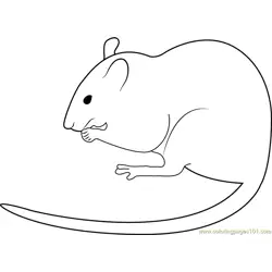 White Mouse Albino Rat Free Coloring Page for Kids