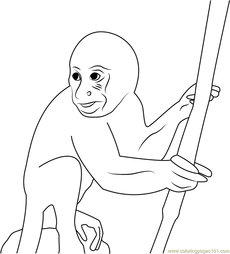 Amazon Monkey Coloring Page Free Monkey Coloring Pages