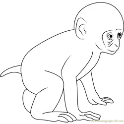 Baby Monkey Free Coloring Page for Kids