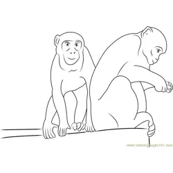 Indian Rhesus Macaque Free Coloring Page for Kids
