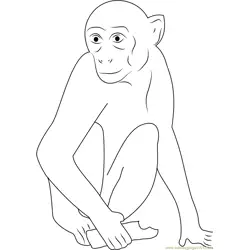 Monkey Having Chocolate Free Coloring Page for Kids