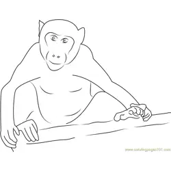 Monkey Look Me Free Coloring Page for Kids