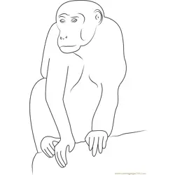 Monkey Looking Something Free Coloring Page for Kids