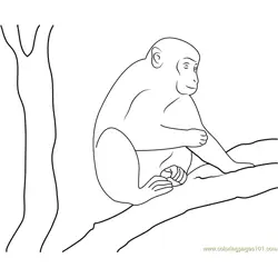 Monkey On Tree Free Coloring Page for Kids