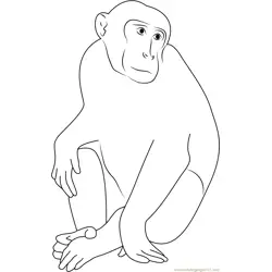 Monkey Portrait Free Coloring Page for Kids