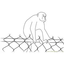 Monkey on Barricade Free Coloring Page for Kids