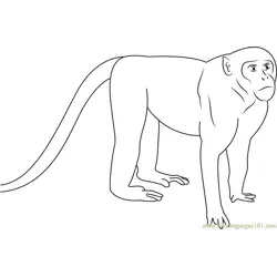 Patas Monkey Up Close Free Coloring Page for Kids