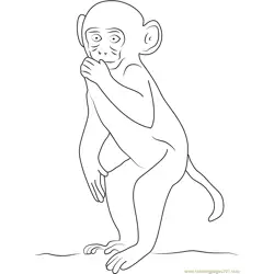 Rhesus Macaque Free Coloring Page for Kids