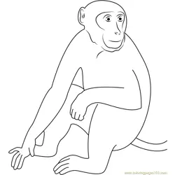 Sundarbans Monkey Free Coloring Page for Kids