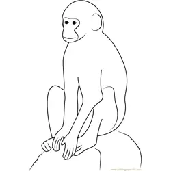 Vervet Monkey Free Coloring Page for Kids