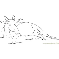 Bull Moose Lying on a Lawn