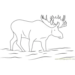Moose Drink Water Free Coloring Page for Kids
