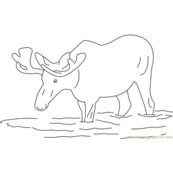 Moose in Water Free Coloring Page for Kids