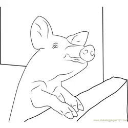 Pig Malawi Free Coloring Page for Kids