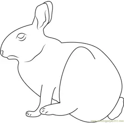 Cottontail Rabbit at Marymoor Free Coloring Page for Kids