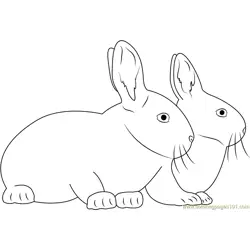 Two Rabbits Together
