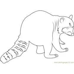Raccoon Looking Back Free Coloring Page for Kids