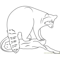 Raccoon Seet Free Coloring Page for Kids