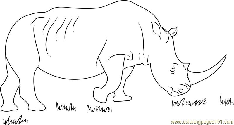 rhino coloring african rhinoceros coloringpages101