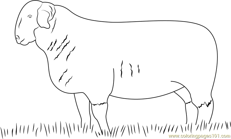Suffolk Ram Coloring Page - Free Sheep Coloring Pages