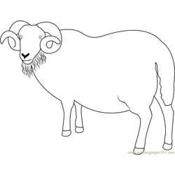 Blackface Ram Sheep Free Coloring Page for Kids