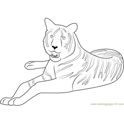 Tiger at Look Free Coloring Page for Kids