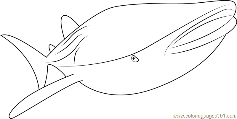 Smooth Whale Coloring Page - Free Whale Coloring Pages