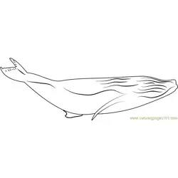 Haapai Humpback Whale Breach Free Coloring Page for Kids