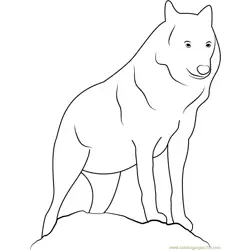 Canis Lupus Lupus Free Coloring Page for Kids