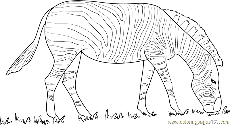 Zebra Black and White Coloring Page - Free Zebra Coloring Pages