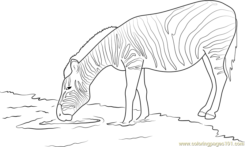 Zebra Drinking Water Coloring Page   Free Zebra Coloring ...