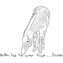 Hungry Zebra Free Coloring Page for Kids