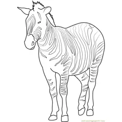 Plains Zebra Free Coloring Page for Kids