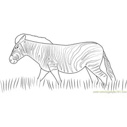 Zebra Walking in the Grass Free Coloring Page for Kids