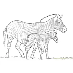 Zebra With his Little Son Free Coloring Page for Kids