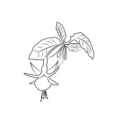 Fuchsia Plant