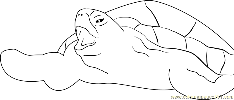 pacific green turtle coloring page