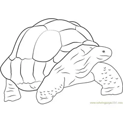 Big Turtle