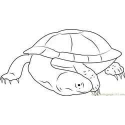 Black Spine Neck Swamp Turtle Free Coloring Page for Kids